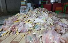 2,2 tấn gà hôi thối suýt tuồn ra thị trường Đồng Nai, TP HCM