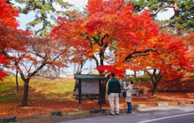 Choáng ngợp cảnh sắc Nhật Bản cuối thu