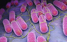 Vi khuẩn salmonella nguy hiểm thế nào?