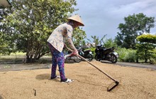 Cà Mau chỉ đạo nóng vụ hàng ngàn tấn lúa ST 24, ST 25 tồn đọng