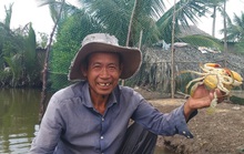 Cà Mau tổ chức... đua cua tốc độ