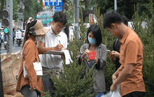Thông tươi Đan Mạch, Nga “cháy hàng trước Giáng sinh