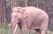 CLIP: Phát hoảng khi voi ngà lệch đi dạo quanh bìa rừng Đồng Nai ngày cuối năm