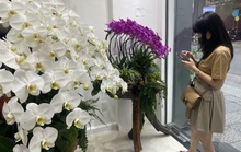 Lan hồ điệp trồng trên gỗ lũa cả trăm triệu đồng hút khách mua chơi Tết