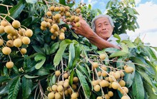 Vé thông hành cho nông sản