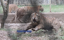 11 con hổ nuôi nhốt trái phép ở Thanh Hóa giờ ra sao?