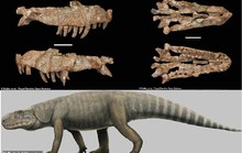 Cá sấu lai khủng long 240 triệu tuổi: Mỗi chiếc răng là 1 con dao