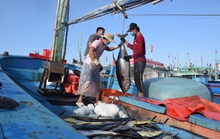 Ngư dân vững tin vươn khơi