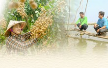 [eMagazine] Tái cơ cấu nông nghiệp ở ĐBSCL nhìn từ Đồng Tháp: Nông dân chuyển đổi tư duy sản xuất nông nghiệp