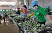 Xuất khẩu rau quả đón tin vui đầu năm