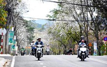 Di dời hơn 80 cây hoa ban trắng để nâng cấp đường nội ô Đà Lạt