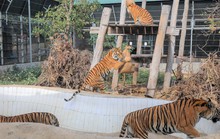 Quảng Bình đón 7 con hổ về nuôi dưỡng đặc biệt ở Phong Nha - Kẻ Bàng