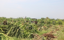 Nông dân cắn răng chặt bỏ thanh long