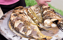 Cá úp chậu… giải cơn sầu