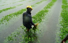 Mưa lớn bất thường gây thiệt hại nặng, nông dân Quảng Nam khóc ròng