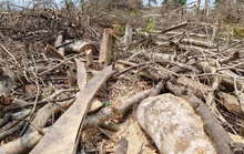 Hình ảnh cận cảnh rừng bị  phá không thương tiếc ở Quảng Trị