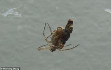 Ly kỳ chuyện nhện cái xơi tái nhện đực ngay sau khi ân ái