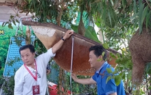 CLIP: Ngỡ ngàng trước tổ ong “khủng” nhất Việt Nam