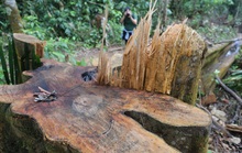 Yêu cầu Quảng Nam làm rõ vì sao rừng tự nhiên đột ngột giảm 2.850 ha
