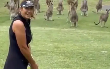 Người phụ nữ bị kangaroo phục kích, đánh tơi tả