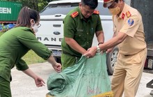 Quảng Trị: Chặn bắt 4 tấn vú heo không rõ nguồn gốc