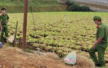 Xót xa vườn xà lách cô-rôn hàng trăm ngàn gốc nghi bị đầu độc