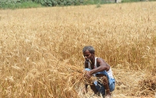 Nắng nóng đe dọa an ninh lương thực Ấn Độ