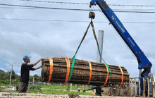 Cận cảnh cặp bánh tét siêu to khổng lồ dâng cúng Bà Chúa Xứ núi Sam
