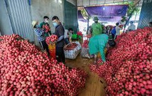 Hàng trăm thương lái Trung Quốc đã được cấp thị thực để đến Bắc Giang mua vải thiều