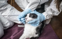 Thái Lan phát hiện 1 bác sĩ nghi lây Covid-19 từ mèo