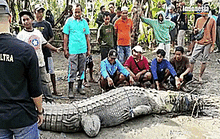 CLIP: Dùng dây thừng bắt sống cá sấu dài 4,3 m ở Indonesia