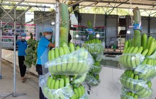 Mở cửa thị trường cho trái cây Việt