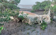 Phát hiện xác cá voi khủng nằm trong rừng ngập mặn
