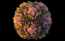 Mỹ: Bệnh biến mất 10 năm tái xuất do virus rơi ra từ vắc-xin sống?