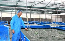 Thuận vợ thuận chồng nuôi thành công tảo xoắn