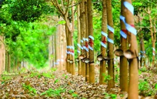 Ngành cao su tiếp tục tăng trưởng tốt