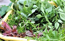 Nhớ bát canh tập tàng