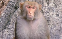 Khỉ đực nặng 8kg hung hãn tấn công người