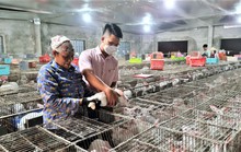 Đếm tiền tỉ nhờ thỏ New Zealand