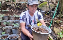 Giải nguy cho người trồng sâm Ngọc Linh