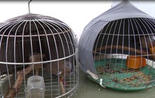 CLIP: Biệt đội SOS cùng công an phá vụ trộm kỳ lạ ở Tiền Giang