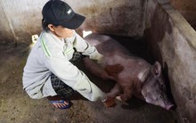 Quảng Ngãi: Lợn chết hàng loạt sau khi tiêm vắc-xin