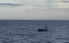 CLIP: Đàn cá voi xanh liên tục xuất hiện ở vùng biển Bình Định