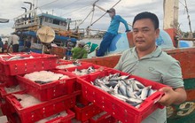 Tàu cá ở Quảng Bình thu 2,5 tỉ đồng nhờ trúng đậm cá nục sau 20 ngày ra khơi