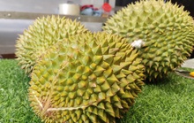Ngăn chặn gian lận trong xuất khẩu sầu riêng sang Trung Quốc