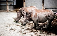 6 con tê giác chết bất thường tại Khu sinh thái Mường Thanh Diễn Lâm
