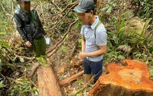 Vụ phá rừng khủng khiếp ở Kon Tum: Tạm giữ 3 đối tượng