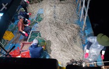 Rập ốc hương trên biển, thu tiền triệu mỗi đêm
