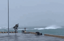 Bão số 4 (Noru): Đảo Lý Sơn gió giật cấp 11, cây cối gãy đổ