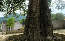Cây 300 năm tuổi ở Thanh Hóa được công nhận là cây di sản Việt Nam